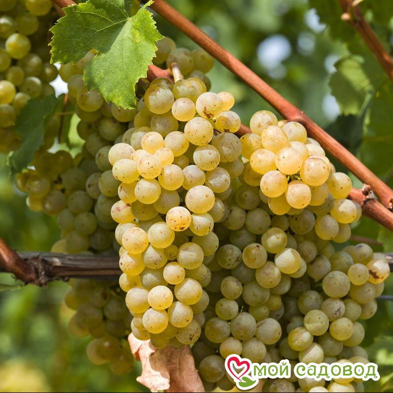 Виноград Сухолиманский