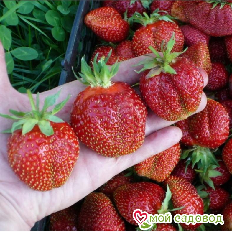 Клубника Зенит (Среднеспелый сорт) ЗКС