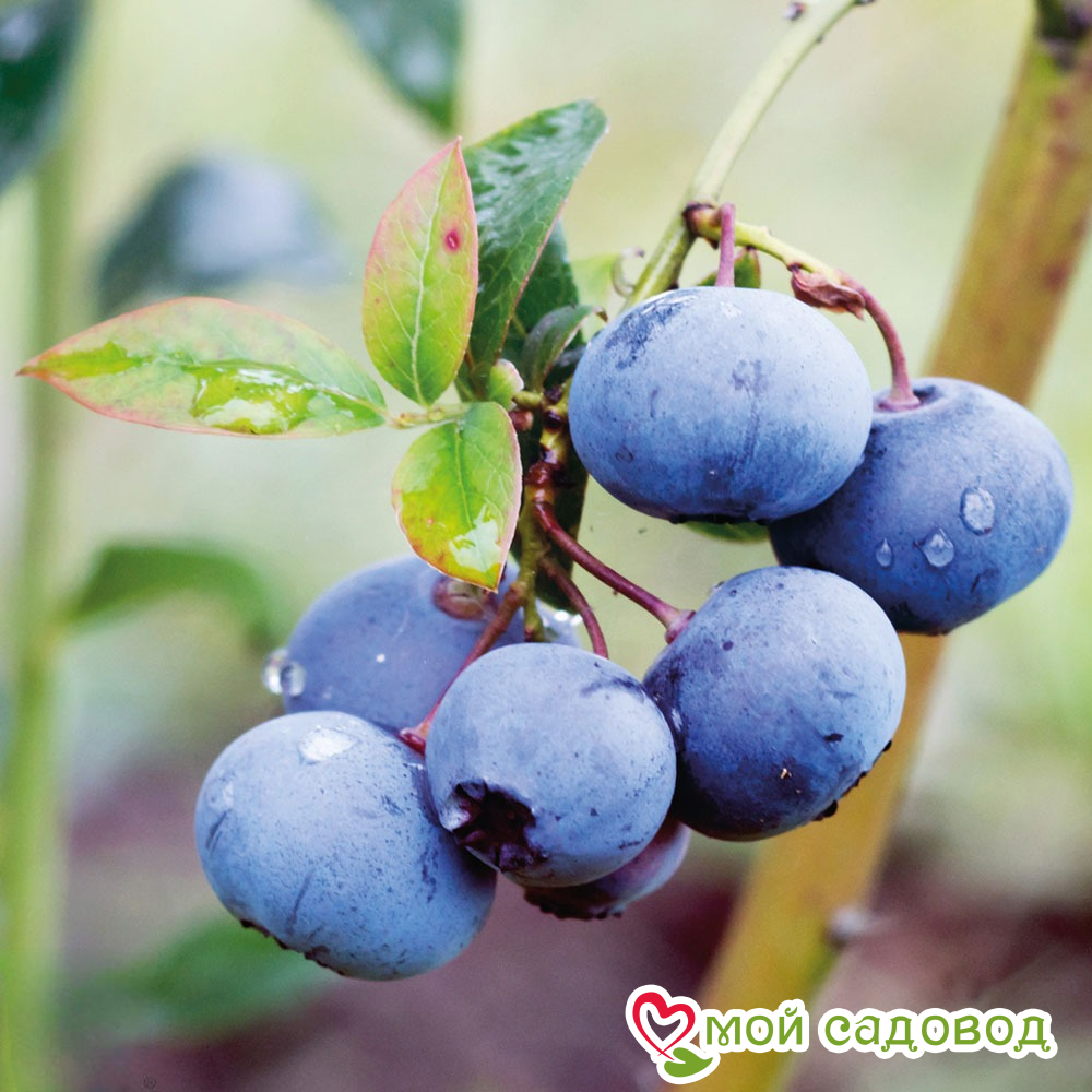 Высокорослая голубика "Блюкроп"