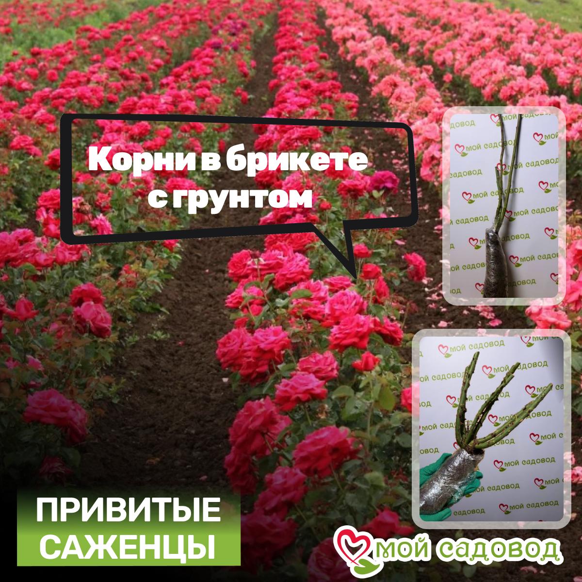 Роза Мари Бридж