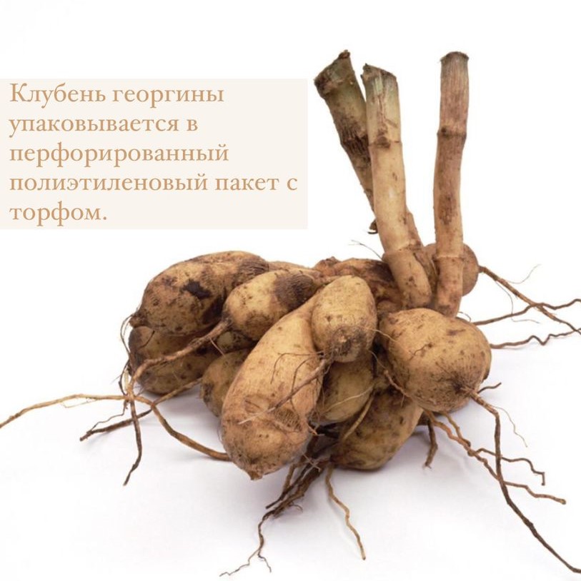 Георгина Бристол Страйп