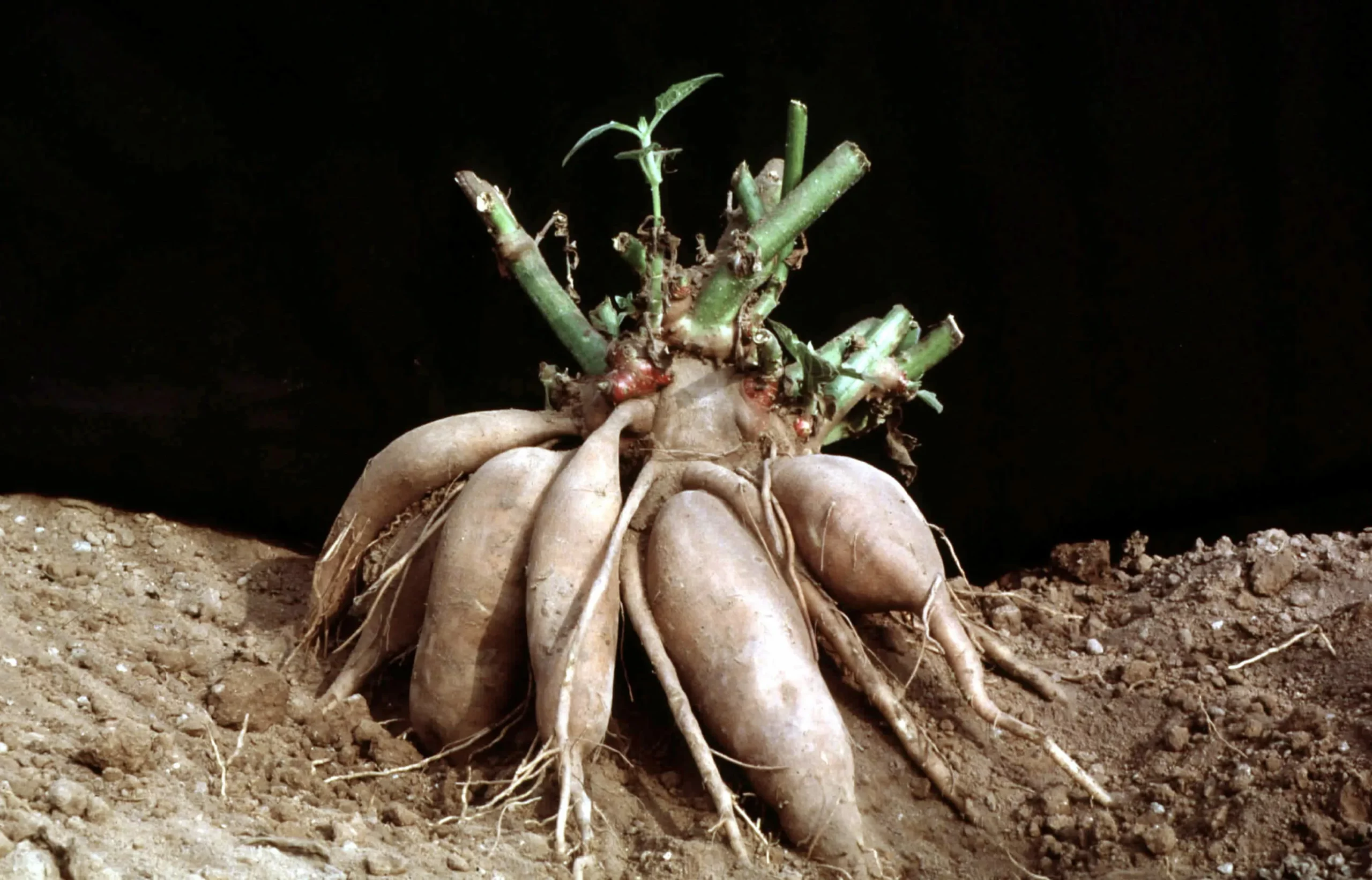 Георгин Силкен Чик