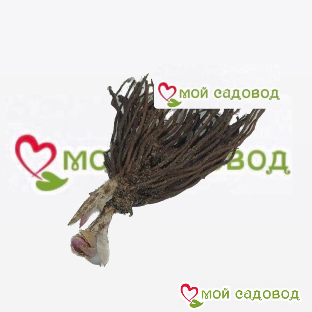 Хоста Роуз Спринг